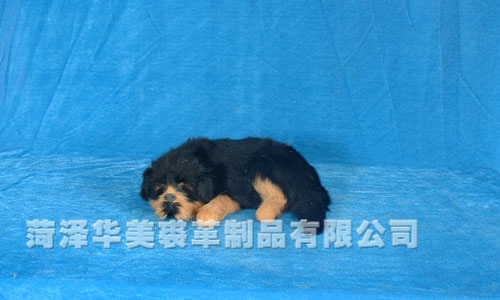 D177GY,������ø���Ʒ���޹�˾רҵ����Ƥë������������